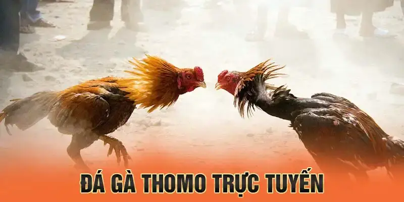 Đá gà Thomo và những lưu ý cần biết