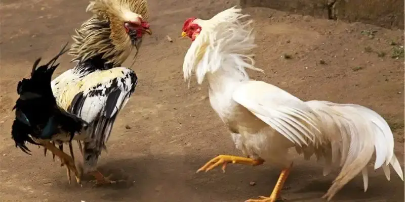 Đá gà cựa sắt có nội dung thu hút